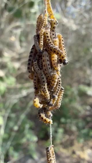 A cluster of caterpillars hang from a twig in a forest
